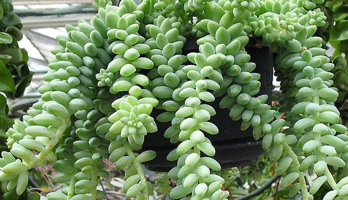 Theo quan niệm phong thủy, cây chuỗi ngọc hợp nhất với những người mệnh Hỏa. Trồng loại cây này trong nhà sẽ giúp mang lại nhiều tài lộc, may mắn cho gia chủ. Đồng thời, tạo ra không gian trong lành và thanh khiết, mang lại lợi ích cho sức khỏe con người.