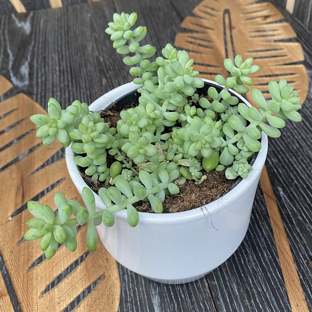 Chính vì thế, cây rất thích hợp để làm quà tặng cho người thân yêu trong những dịp đặc biệt để thể hiện tình cảm chân thành, đáng trân quý. Đặc biệt lá như những hạt ngọc thể hiện sự gắn kết, giàu sang và thịnh vượng.