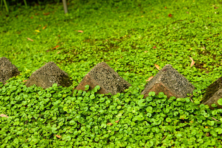 Đặc điểm của cây cảnh thác vàng thác bạc: Cây cảnh này có tên là thác vàng (Dichondra repens) và thác bạc (Dichondra argentea) là 2 chị em cùng mẹ Dichondra, thuộc họ Bìm Bìm. Loài Dichondra này còn có 1 "đứa con" khác là Dichodra carolinensis. Ảnh minh họa thetutuguru
