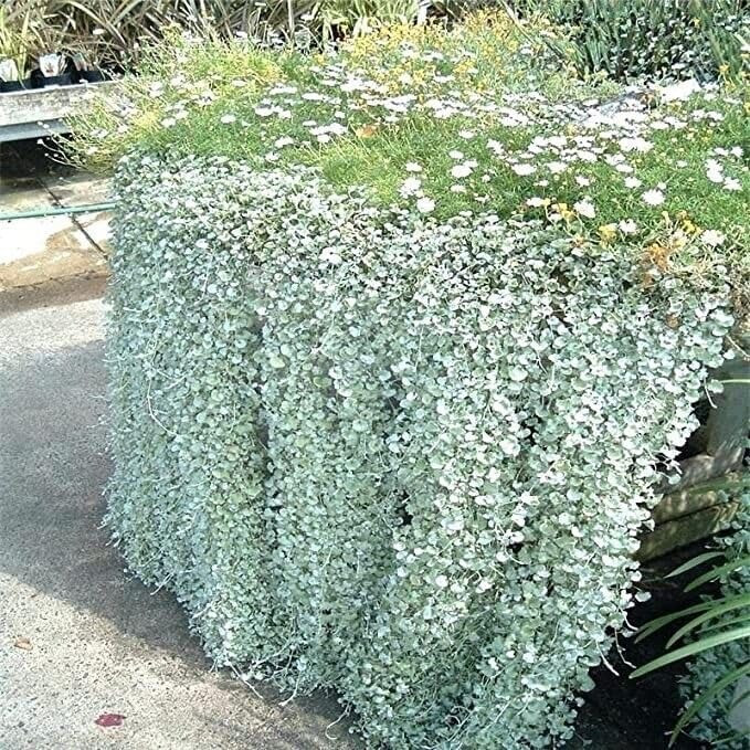 Bên cạnh đó, loài cây này còn có chức năng kháng khuẩn và chống oxy hoá vô cùng hữu hiệu. Trong phong thủy, cây cảnh này tượng trưng cho tài lộc. Trồng cây cảnh thác vàng, thác bạc trong nhà ngụ ý chiêu tài, rước lộc, mang lại may mắn và thịnh vượng cho gia đình.