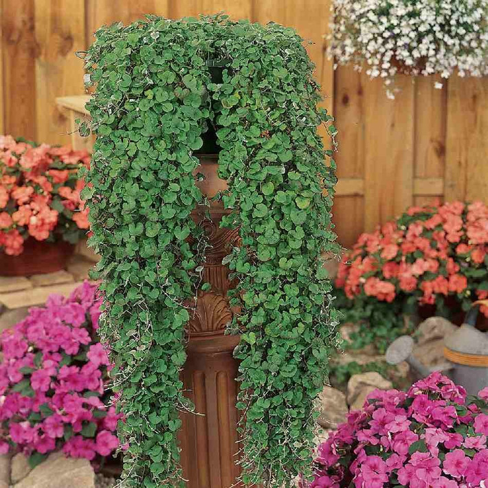 Thói quen rủ xuống giúp thác vàng, thác bạc trở thành cây treo hoàn hảo để treo ở ban công, hiên nhà hay trong sân vườn. Những chiếc lá lấp ánh ánh bạc, ánh vàng của chúng quả là điểm nhấn tuyệt vời cho gia đình bạn. Ảnh minh họa Toutiao