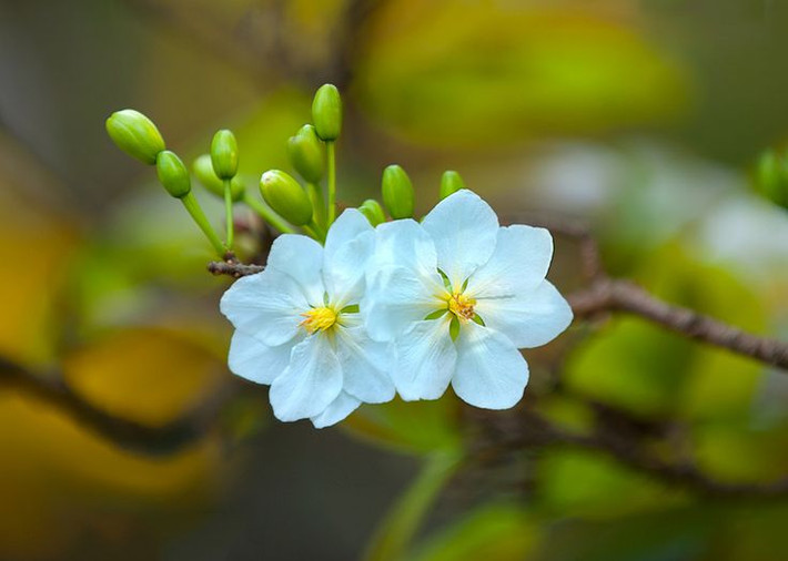 Mùng 5 và 10 Âm lịch. Theo tử vi, số 5 và số 10 được coi là những con số tốt lành theo quan niệm của người xưa. Nhiều người cho rằng 2 con số này sẽ mang lại may mắn.