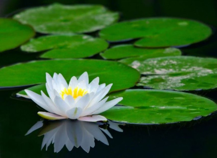 Trong khi đó, những người làm công ăn lương cũng có cơ hội thăng tiến. Một số ít người sinh vào ngày này có thể vươn lên vị trí quan trọng trong cơ quan, tổ chức mà mình làm việc.