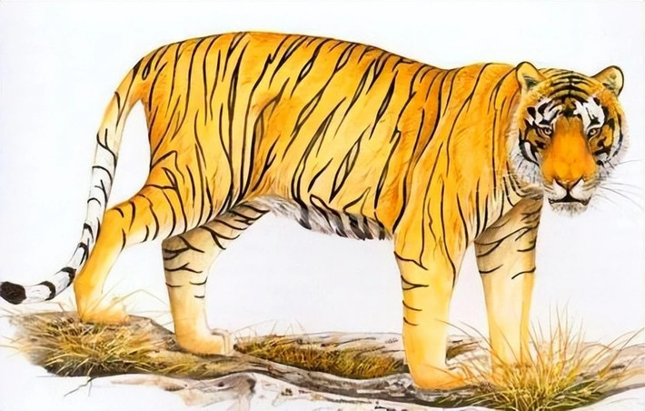 Con giáp tuổi Dần. Theo tử vi 12 con giáp, người tuổi Dần mạnh mẽ, lạc quan và sáng tạo. Họ không phải là người cứng nhắc mà có thể nảy sinh những ý tưởng sáng tạo bất cứ lúc nào.