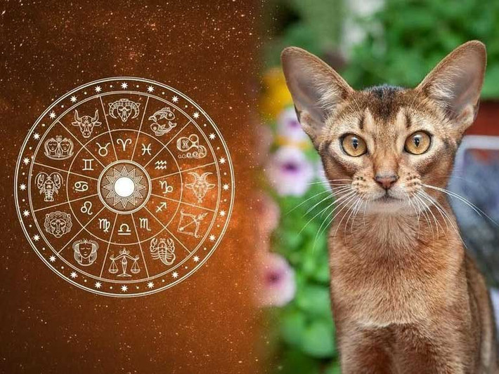 Mão. Người tuổi Mão thông minh, hóm hỉnh, hiểu biết rộng, biết rút ra suy luận từ một ví dụ, có thể có nhiều cơ hội phát triển. Bạn luôn tràn đầy năng lượng, dường như làm việc gì cũng không biết mệt mỏi, có thể dành nhiều tâm sức và thời gian hơn để đạt được kết quả tốt nhất.