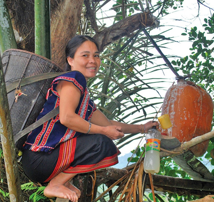 Nghe thì có vẻ đơn giản nhưng trên thực tế đây là công việc đòi hỏi độ chính xác cao, vì kỹ thuật chặt cây sẽ ảnh hưởng trực tiếp đến chất lượng của rượu.
