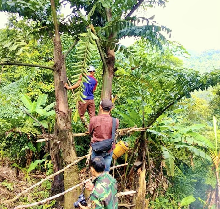 Sau nhiều lần quan sát và thử nghiệm, cư dân xã Đắk Plinh đã nhận ra khoảng cách lý tưởng để cây Đóak cho ra hương vị rượu ngon nhất - vị trí cách bờ suối khoảng 30m.
