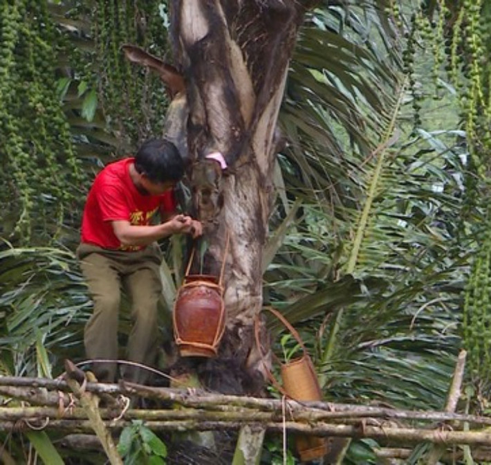 Cây Đóak (hay còn gọi là cây rượu trời) là loại cây to có đường kính khoảng 45cm, chiều cao “khủng” từ 8 - 20m. Cây mọc nhiều ở tỉnh Gia Lai nước ta.