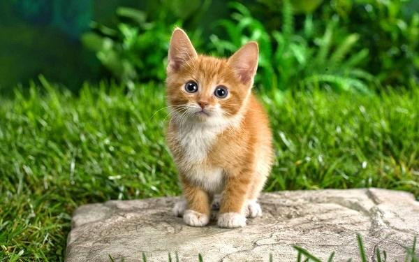 Người tuổi Mão đang làm ăn kinh doanh sẽ gặp được khách hàng tiềm năng mang lại những dự án có lợi nhuận lớn. Trong khi đó, người làm công ăn lương cũng có cơ hội tăng thu nhập.