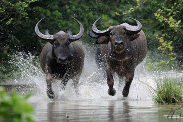 Trong thời gian tới, người tuổi Sửu có không gian phát triển tốt hơn, vận đào hoa cũng le lói tin vui nếu độc thân sẽ có ý trung nhân. Nếu có đôi có cặp thì thêm phần gắn kết viên mãn.