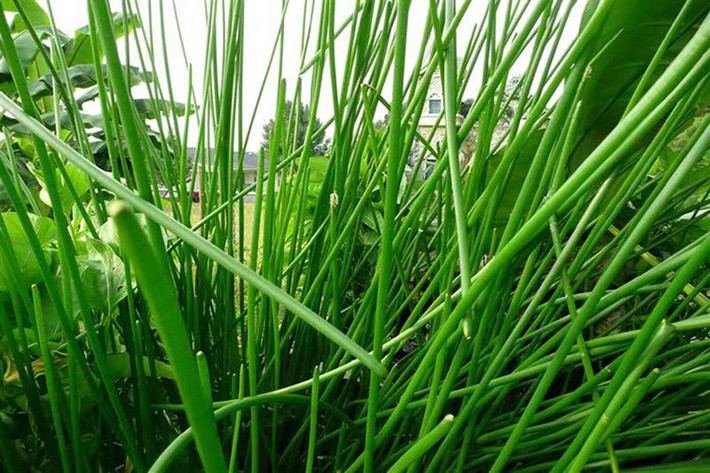 Năn bộp là loại cây thuộc họ cói, được thu hái quanh năm nhưng sinh trưởng mạnh vào mùa mưa.