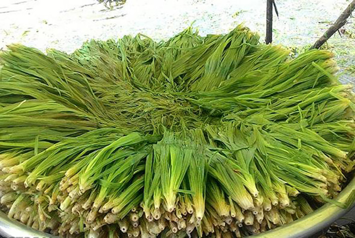 Hẹ nước là một loại rau mọc hoang ở ruộng, các kênh mương, đầm nước vùng đất phèn Đồng Tháp Mười, có nhiều vào mùa nước nổi hàng năm.