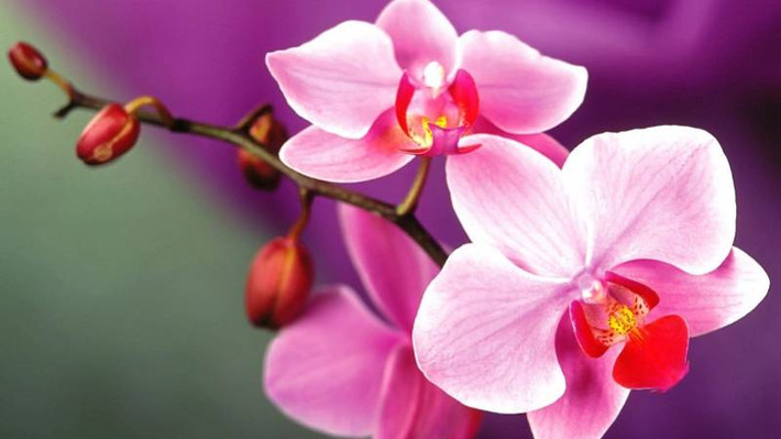 Sinh tháng 2 Âm lịch. Những người sinh vào tháng 2 Âm lịch tính tình vui vẻ, lạc quan, yêu đời. Họ hòa đồng với mọi người. Thấy người khác gặp khó khăn, con giáp này sẵn lòng giúp đỡ mà không toan tính, nề hàng. Người sinh tháng Âm lịch này bề ngoài mềm yếu nhưng bên trong rất mạnh mẽ. Dù gặp khó khăn, họ vẫn bình tĩnh giải quyết và không hề nao núng.
