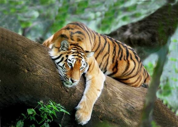 Tuổi Dần. Tuổi Dần là những người rất thông minh, chăm chỉ, chẳng chịu ngồi yên bao giờ.