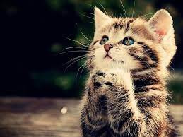 Đa số người tuổi Mão không ôm quá nhiều tham vọng. Họ mong muốn có một cuộc sống bình yên, đủ đầy. Dù vậy, bản mệnh vẫn luôn nỗ lực để tạo ra của cải vật chất giúp cuộc sống sung túc, ấm no.