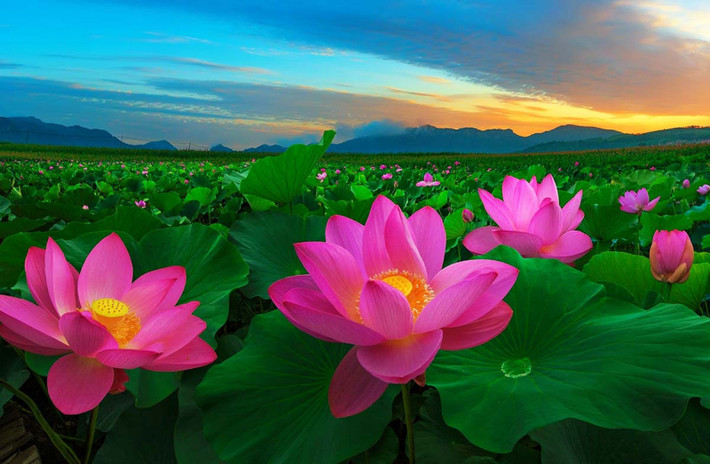 Bản tính khiêm tốn, ngay thẳng, có tài kinh doanh, có phúc khí, không những được hưng thịnh mà gia đình cũng được bảo vệ tốt, bình thường có thể đạt đến đỉnh cao sau 30 tuổi và sự nghiệp sẽ phát đạt.