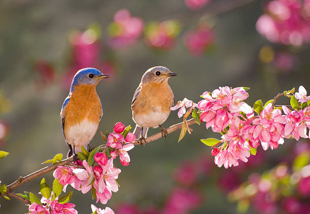 Từ giữa năm trở đi, họ sẽ tìm được cơ hội làm giàu, sự nghiệp ngỡ tưởng trắc trở nhưng lại hồi sinh ngoạn mục, kéo theo tài vận dồi dào, sống thoải mái dư dả đến vài năm sau.