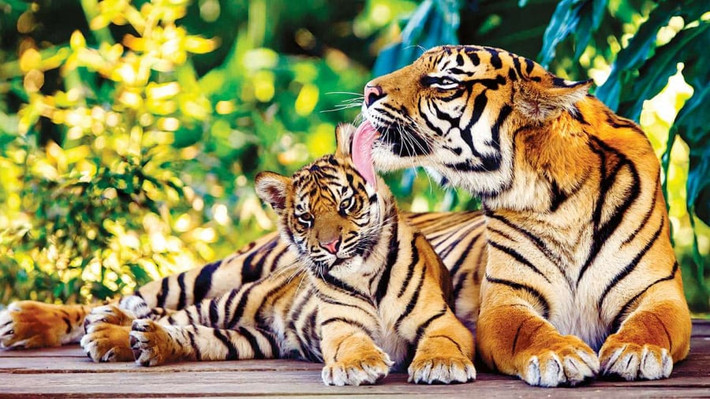 Tuổi Dần. Tử vi cho biết người tuổi Dần có sự sắp xếp rất chu đáo cho cuộc sống của mình. Dần không lãng phí một ngày nào vào những việc vô bổ, không có ích cho các mục tiêu mà mình đã định.