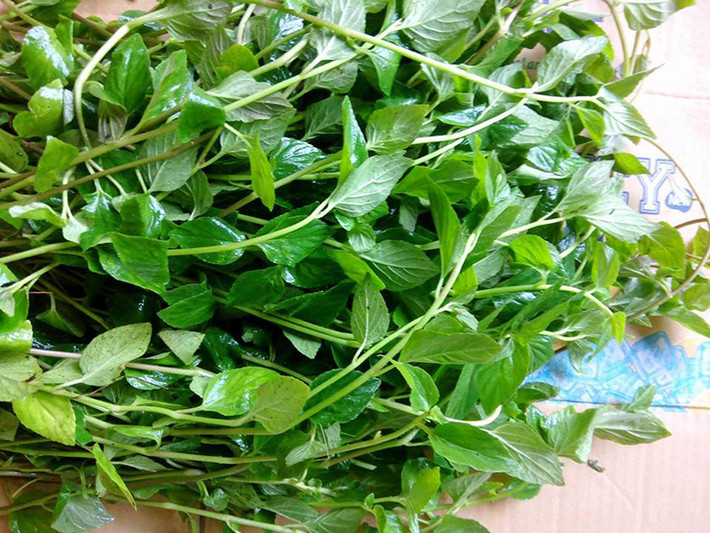 Cây lỗ bình sau hơn 2 tháng có thể thu hoạch thân và lá, đạt năng suất hơn 3kg/m2.