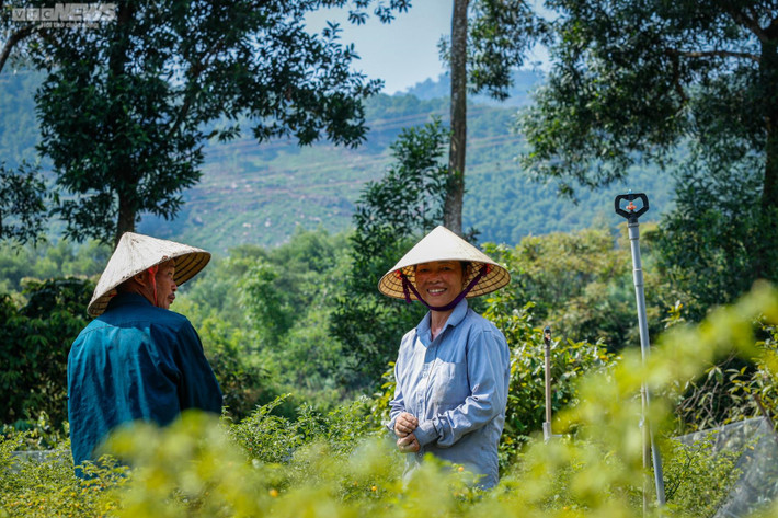 Vì loại ớt này khá nhỏ nên rất tốn thời gian để thu hoạch. Mỗi lần thu hoạch, anh Tân thuê 4-5 người phụ trách công đoạn hái.