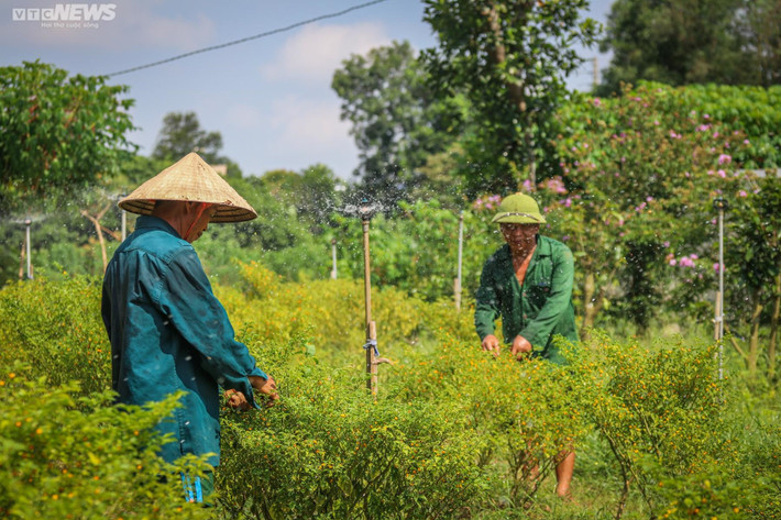 “Ở nước ngoài, ớt Aji Charapita như một gia vị xa xỉ, tôi bán cho bà con rẻ hơn giá thị trường vì muốn người dân ta ai cũng được thưởng thức loại ớt quý hiếm này. Nếu bán đắt thì họ không có tiền mua”, anh Tân lý giải.
