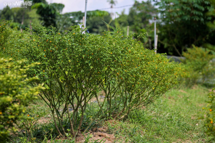Thông thường cây sẽ cho quả sau 90 ngày tuổi. Ớt Aji Charapita có tuổi thọ lên đến 10 năm.