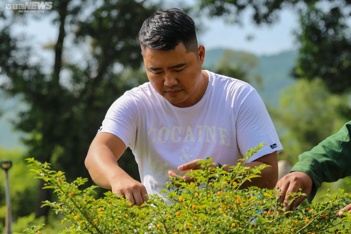 Trong một lần tình cờ, anh Lê Sỹ Tân (SN 1982, xã Thiên Lộc, huyện Can Lộc, Hà Tĩnh) bén duyên với trái ớt Aji Charapita (hay còn gọi là ớt Peru), thường được trồng ở vùng núi hoang sơ đất nước Peru.