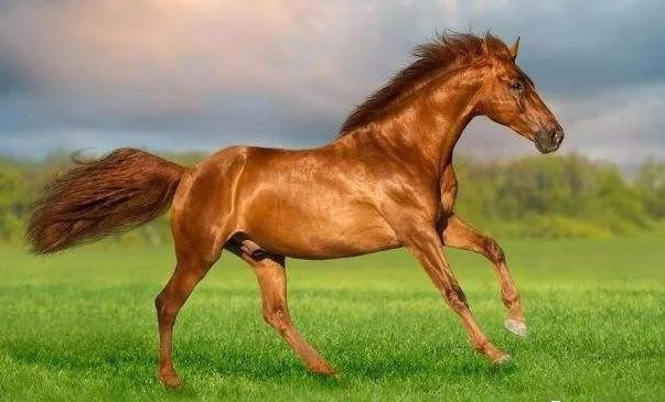 Chuyện làm ăn phát triển thuận lợi. Con giáp này biết đâu là lợi thế cạnh tranh của mình nên có thể dễ dàng vượt lên các đối thủ, gây ấn tượng tốt cho đối tác hoặc khách hàng. Tiền tài của tuổi Ngọ cũng ngày một dồi dào.