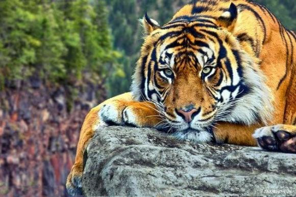 Tuổi Dần. Theo các chuyên gia tử vi, trong năm 2022 này, nhất là giai đoạn nửa đầu năm, con giáp này sẽ được quý nhân đưa đường dẫn lối, chuyện công việc sẽ được hanh thông, suôn sẻ, giúp bạn từng bước gia tăng thu nhập, ổn định tình hình tài chính cá nhân.