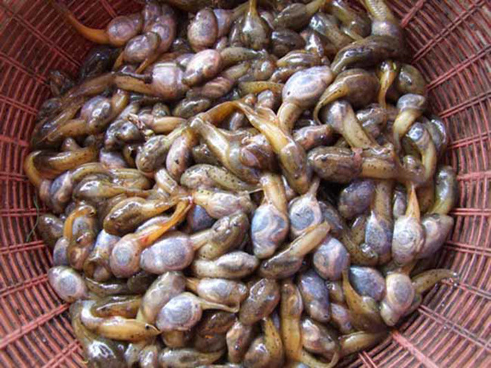 Nhìn có vẻ đáng sợ nhưng nòng nọc là đặc sản độc đáo chỉ có ở Thanh Hóa.