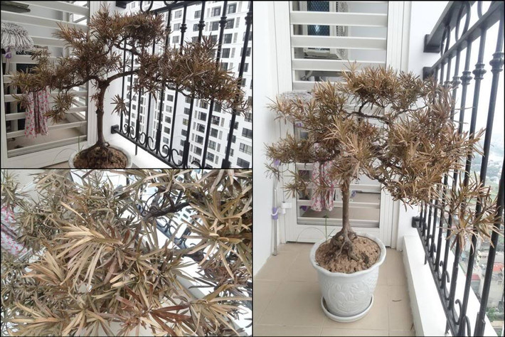 Khi thấy cây không còn sống, gia chủ nên cắt bỏ cành hỏng hoặc đốn hạ và thay thế bằng cây mới. * Thông tin mang tính chất tham khảo, chiêm nghiệm.
