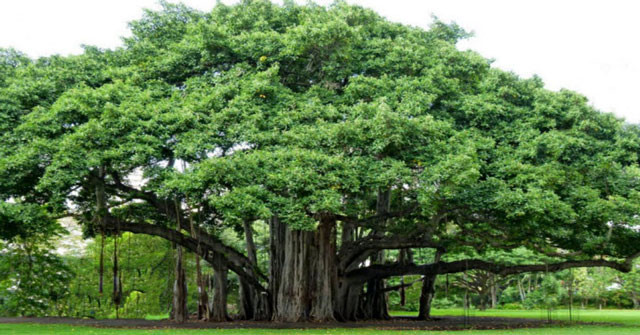 Gốc đa to, thô, làm địa hình dưới chân lồi lõm, gồ ghề, không thích hợp để trồng ở trước cửa hay trong vườn nhà.