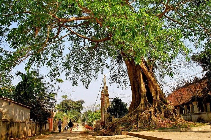 Cây đa. Trong dân gian, cây đa là cây linh thiêng, thường chỉ được trồng ở miếu mạo, đền thờ. Nhiều nơi còn dựng có bát hương dưới gốc đa để thờ cúng.