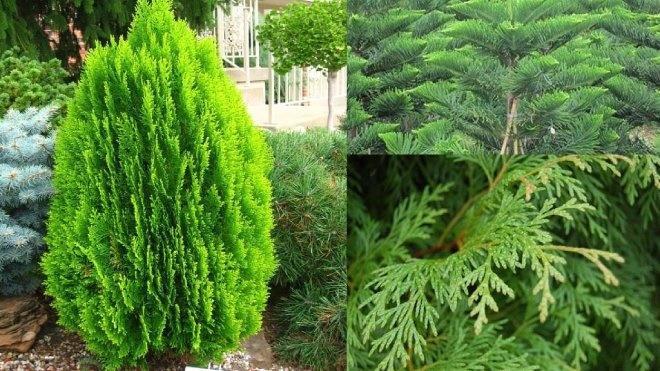 Cây bách. Cây bách có dáng đẹp tự nhiên nhưng người ta thường trồng ở mộ phần của người đã khuất. Vì vậy, loại cây này được cho là không mang tới điều tốt lành cho những người đang sống, không nên trồng ngay trước cửa nhà.