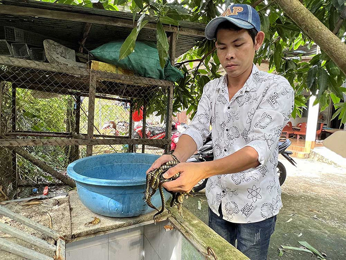 Nuôi rắn trong bể xi măng, anh dễ theo dõi được tập tính sinh hoạt của rắn và quan sát chất lượng nước.