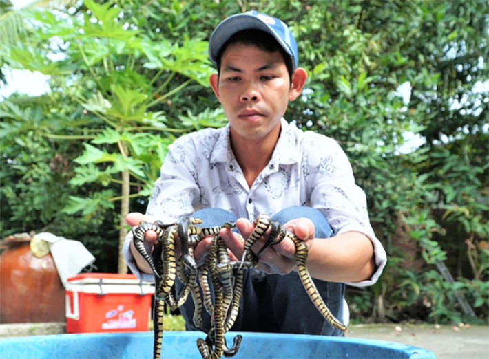 8 năm trước, anh Phạm Phú Thanh (27 tuổi, ngụ tại TP Cần Thơ) đánh liều mua 100 con rắn giống với giá 5 triệu đồng để nuôi thử.