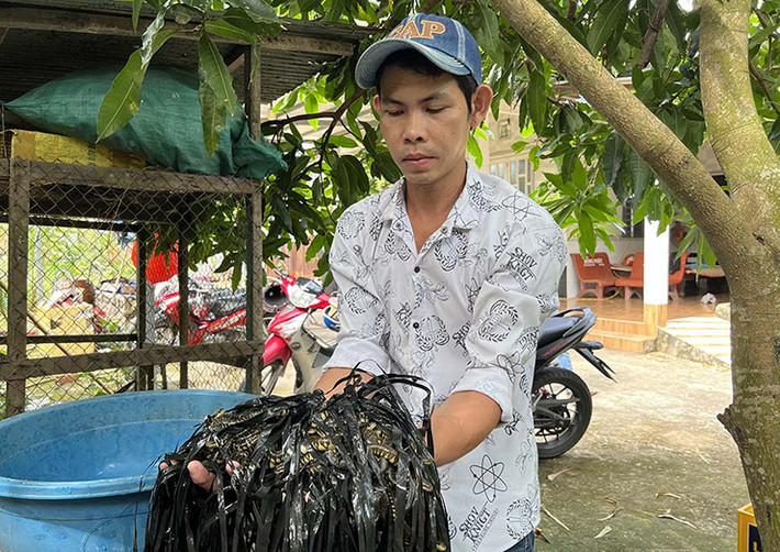 Ông chủ 9X cho biết dù là nghề tay trái nhưng trại rắn ri voi mang đến cho anh thu nhập ổn định. Với 70 con rắn cái và 30 con rắn đực (trọng lượng từ 3 đến 5kg/con) mỗi năm anh làm giống được khoảng 1.500 con, thu nhập từ 100 triệu đồng trở lên.