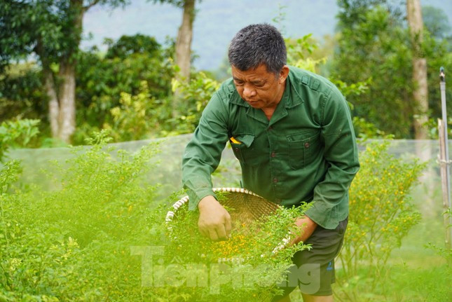 Ông Nguyễn Huy Hà, Chủ tịch UBND xã Thạch Xuân cho biết: "So với trồng cây hoa quả truyền thống, bình thường khác, loại ớt anh Tân trồng cho thu lãi gấp cả chục lần . Mô hình ớt của anh Tân ban đầu thất bại nhưng sau đó anh tiếp tục học hỏi thêm kinh nghiệm và nay đã phát triển tốt, cho thu nhập cao, giải quyết việc làm cho lao động địa phương”.