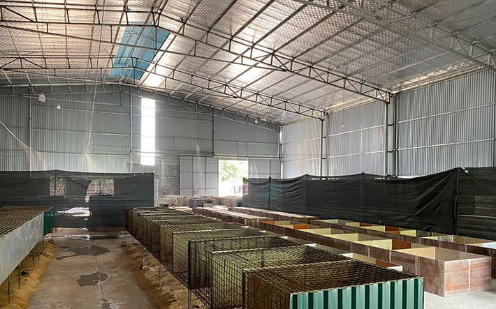 Mỗi ngày, anh Dũng dành ra chỉ vỏn vẹn 2 – 3 giờ đồng hồ để chăm sóc don. Giá thịt don ngoài thị trường đang giao động từ 1,9 triệu đồng – 2 triệu đồng/kg. Còn giá anh hỗ trợ cho bà con là 1,6 triệu đồng – 1,7 triệu đồng/kg.