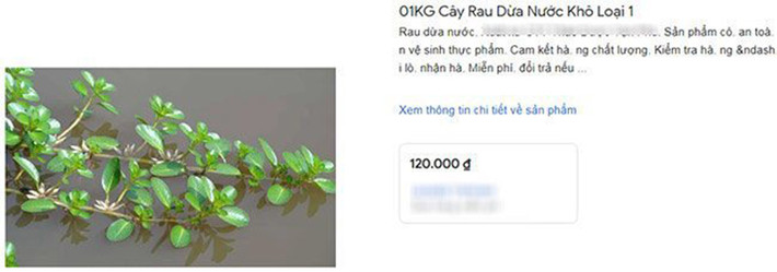 Trên thị trường, hiện rau dừa đang được bán với giá lên tới 120.000/kg