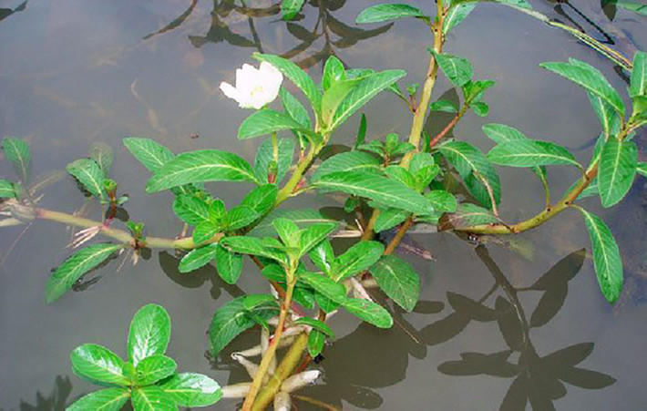 Rau dừa miền Tây còn được gọi là rau dừa nước, người dân ở miền Nam Trung Bộ gọi là sen úng thủy hay sen cạn