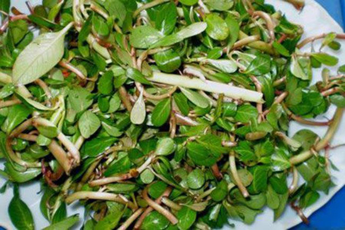 Trước đây, rau dừa là cây bỏ đi, hoặc làm thức ăn cho gia súc, nhiều người nghĩ loại rau này người không ăn được
