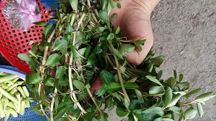 Loại cây này mọc bò hoặc nổi trên mặt nước giống rau rút, bén rễ ở các mấu và có phao nổi