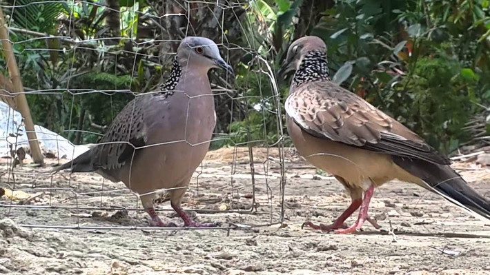 Gác cu. Thời xưa và thời nay thì ''gác cu'' chính là một trong những thú vui đồng ruộng của người dân. Nghĩa của từ ''gác cu'' chính là thú vui bẫy và chơi chim cu.