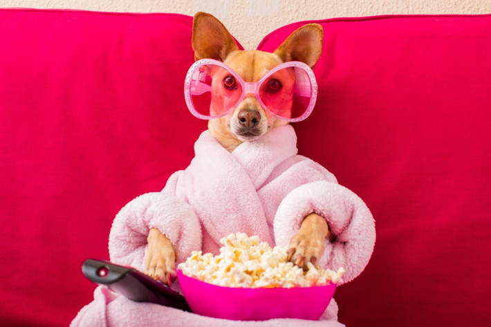 Bắp rang bơ cùng một bộ phim hay là quá đủ cho một cuối tuần tuyệt vời của chú chó điệu đà này.