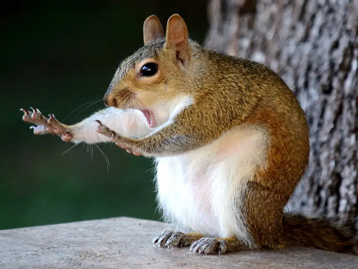 Điều gì khiến chú sóc này hoảng hốt vậy?