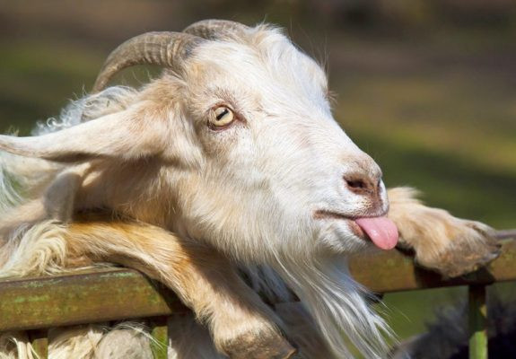 Con giáp tuổi Mùi có thể kiếm thu được lợi nhuận lớn, gia đình yên ổn, mối quan hệ với bạn bè cũng rất tốt. Vì vậy, họ không lúc nào cô đơn, có can đảm để nỗ lực phấn đấu trong sự nghiệp.