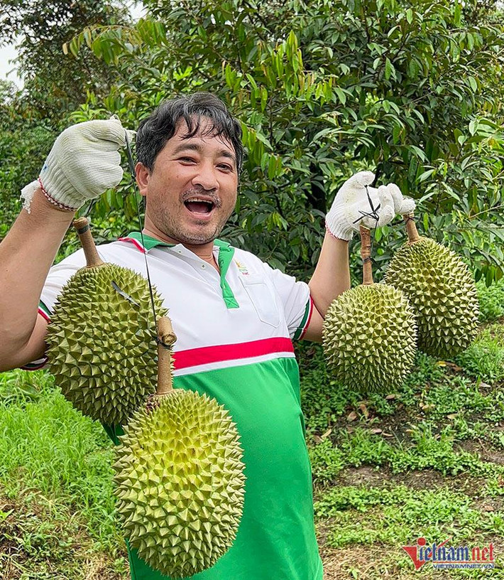 Dù có giá vô cùng đắt đỏ nhưng khách muốn ăn sầu Musang King trồng tại Cần Thơ vẫn phải "xếp hàng" chờ, bởi nhà vườn chỉ thu lượn trái khi sầu chín rụng. Do đó, nguồn cung phụ thuộc hoàn toàn vào cây sầu chín nhiều hay ít.