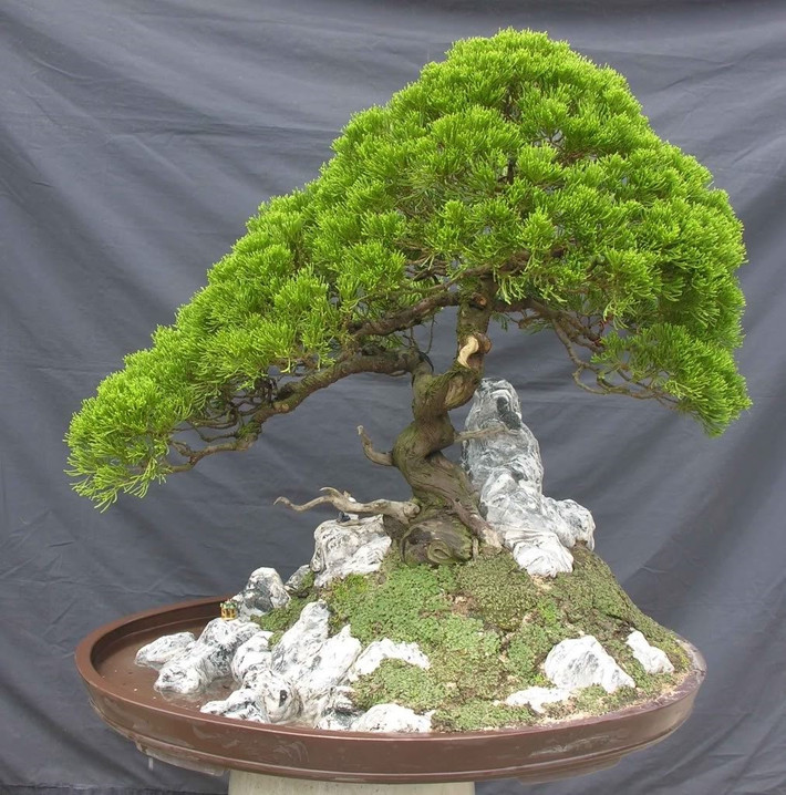 Cây bách bonsai. Cây bách bonsai có dáng đẹp tự nhiên nên được nhiều người yêu thích. Nếu chỉ xét về ngoại hình, đây là một loại cây cảnh đẹp. Tuy nhiên, theo phong thủy, gia chủ nên tránh đặt loại cây này trong nhà. Nguyên nhân là do từ xa xưa loại cây này thường được trồng ở phần mộ của những người đã khuất hoặc cạnh bia/miếu nên chúng thường gắn liền với sắc khí lạnh lẽo.
