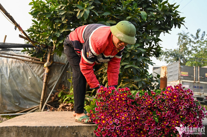 Ngoài cung cấp hoa cho thị trường Hà Nội, hoa tại đây còn được các thương lái đưa đi nhiều tỉnh thành ở miền Bắc bằng xe tải.